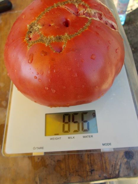  - SEMINTE ROSII - BIG ROSY UNDERWOOD