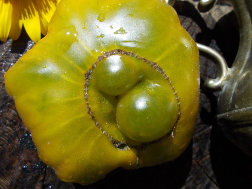  - SEMINTE ROSII - EVER GREEN