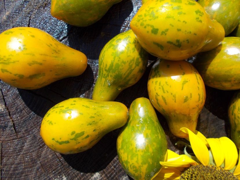  - SEMINTE ROSII - MICHAEL POLLAN