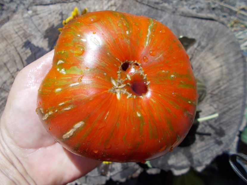  - SEMINTE ROSII - BLACK AND RED BOAR