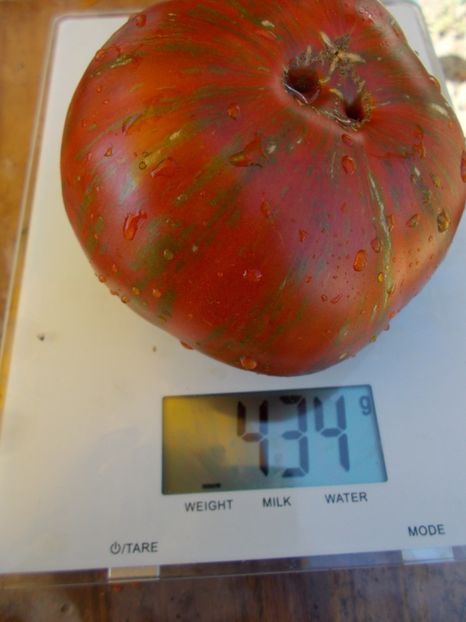  - SEMINTE ROSII - BLACK AND RED BOAR