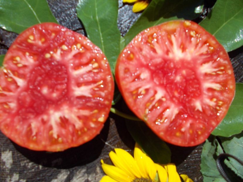  - SEMINTE ROSII - GREGORY S ALTAI