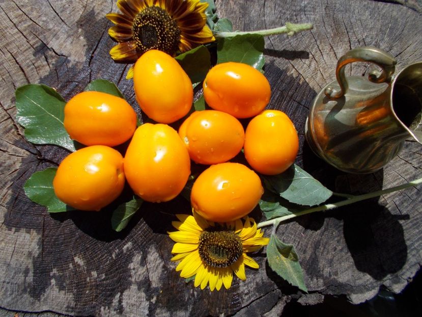  - SEMINTE ROSII - KAKI COING