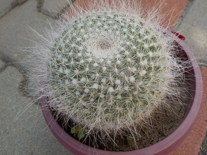  - mammillaria hahniana