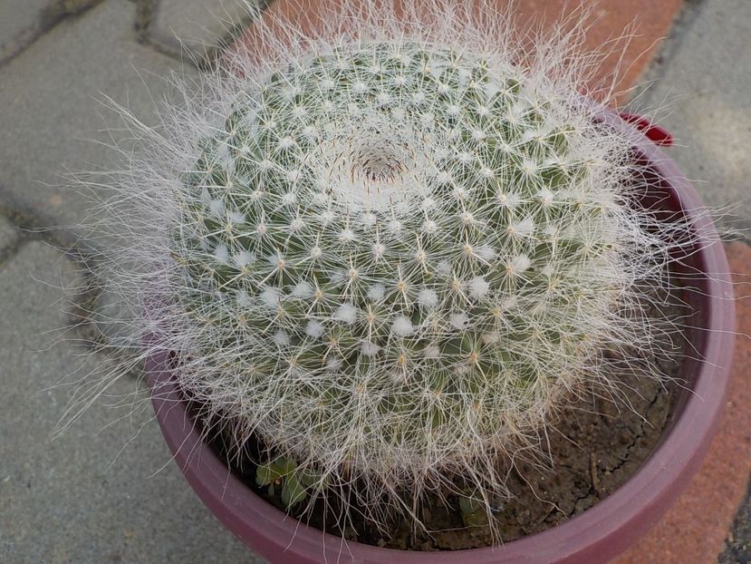  - mammillaria candida