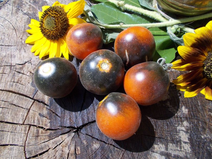  - SEMINTE ROSII CU PUF - WOOLY BLUE JAY