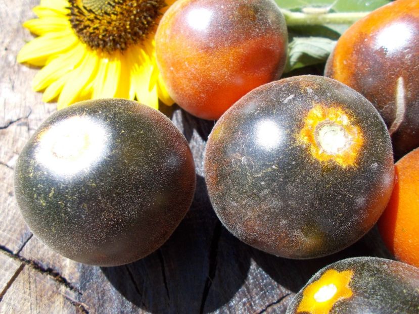  - SEMINTE ROSII CU PUF - WOOLY BLUE JAY