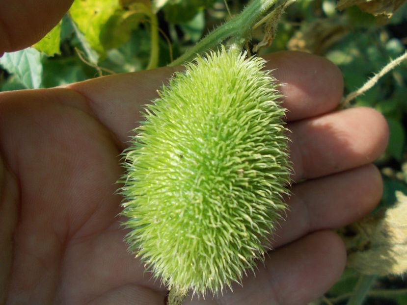  - SEMINTE CASTRAVETI - CUCUMIS DIPSACEUS - DECORATIV
