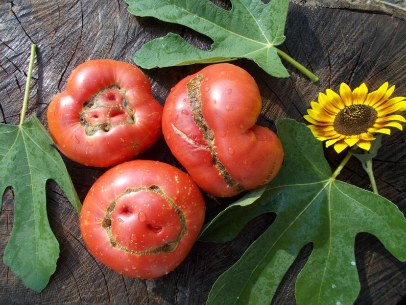  - SEMINTE ROSII - DIKAIA ROZA