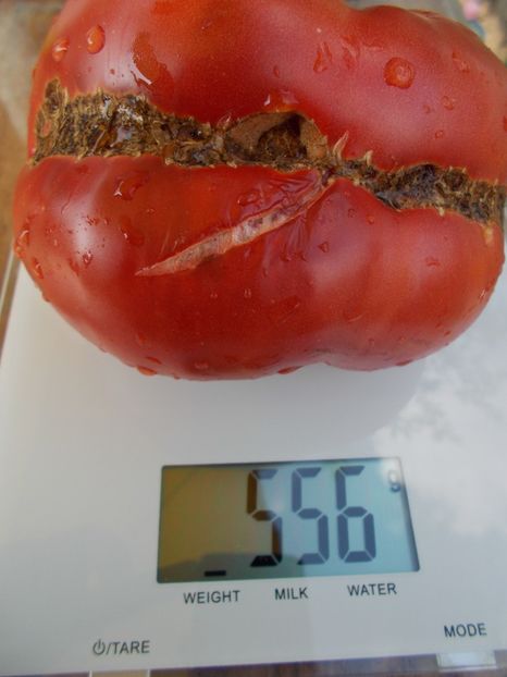  - SEMINTE ROSII - DIKAIA ROZA