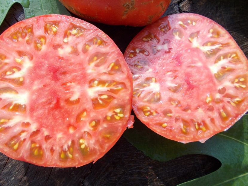  - SEMINTE ROSII - DIKAIA ROZA