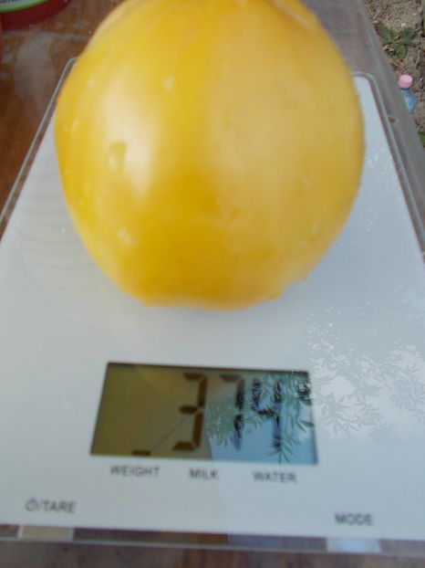  - SEMINTE ROSII - INIMA DE BOU ALBA