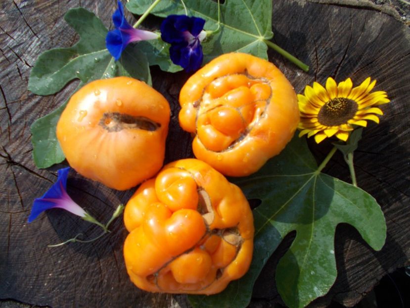  - SEMINTE ROSII - LILLIANS YELLOW - VAR II