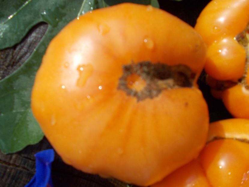  - SEMINTE ROSII - LILLIANS YELLOW - VAR II