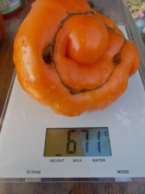  - SEMINTE ROSII - LILLIANS YELLOW - VAR II