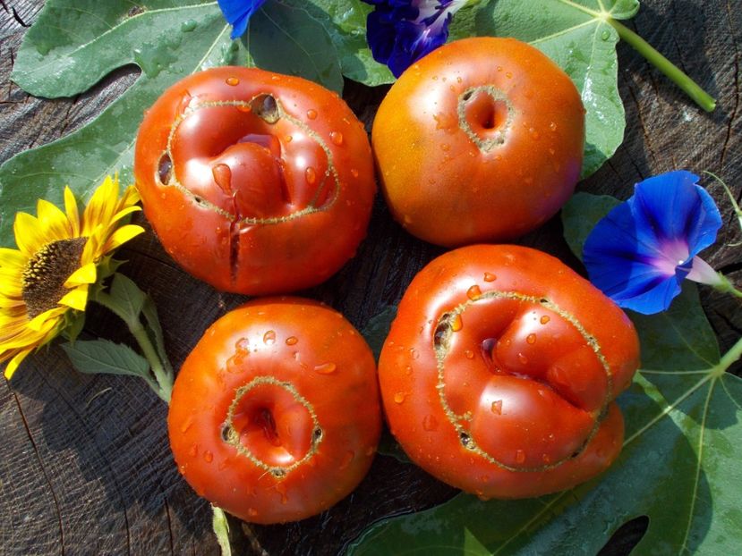  - SEMINTE ROSII - BLACK ALTAI