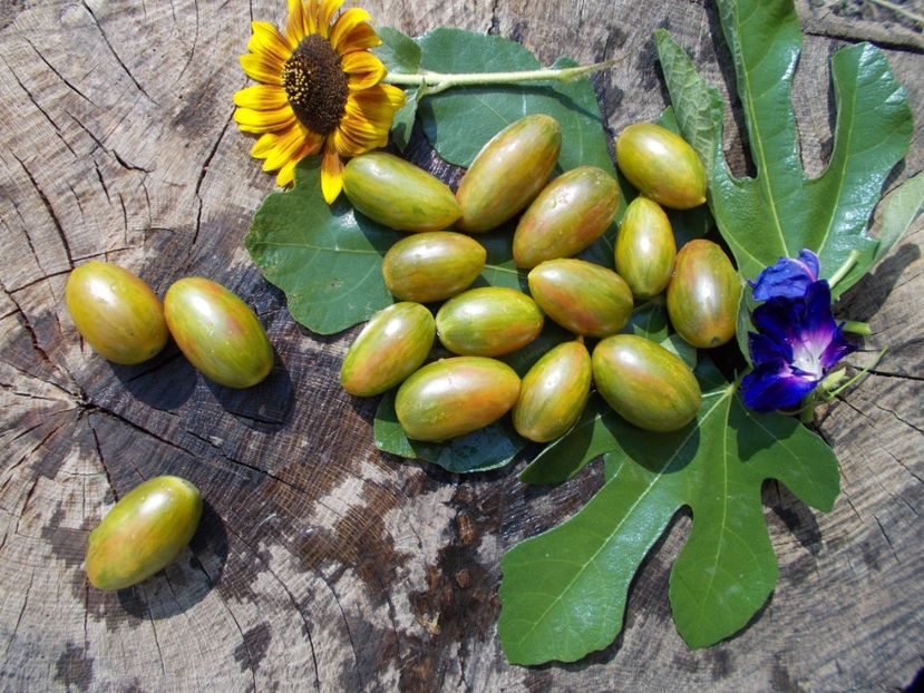  - SEMINTE ROSII - LUCKY TIGER