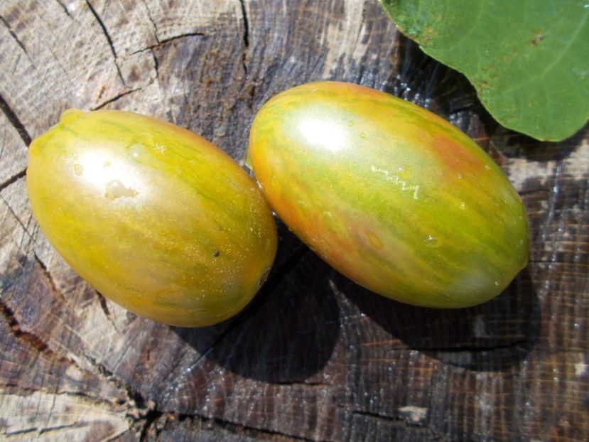  - SEMINTE ROSII - LUCKY TIGER