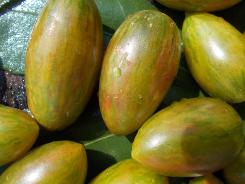  - SEMINTE ROSII - LUCKY TIGER