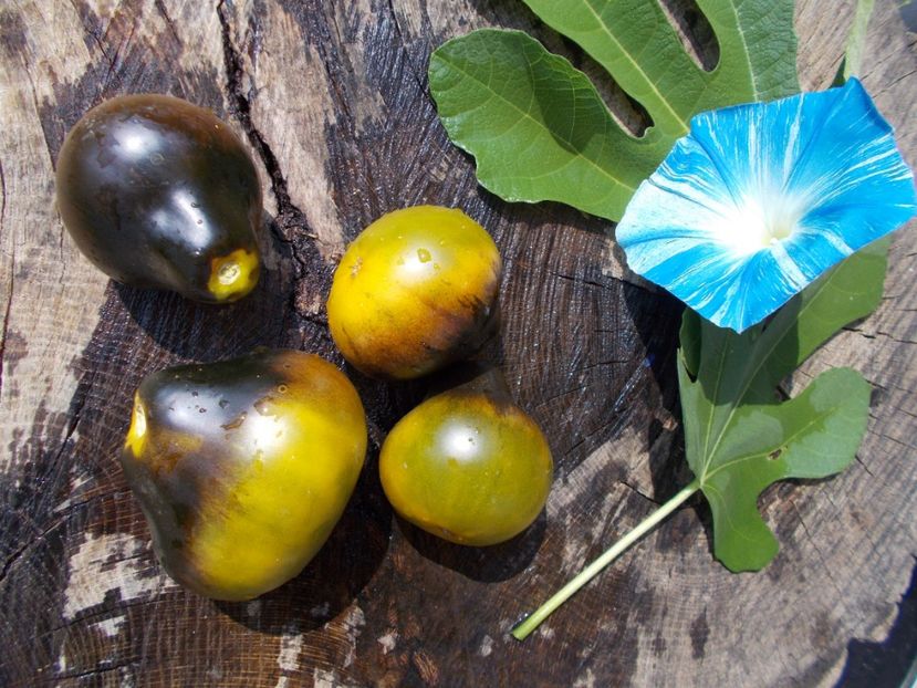  - SEMINTE ROSII - FLANDERS CONTRAST