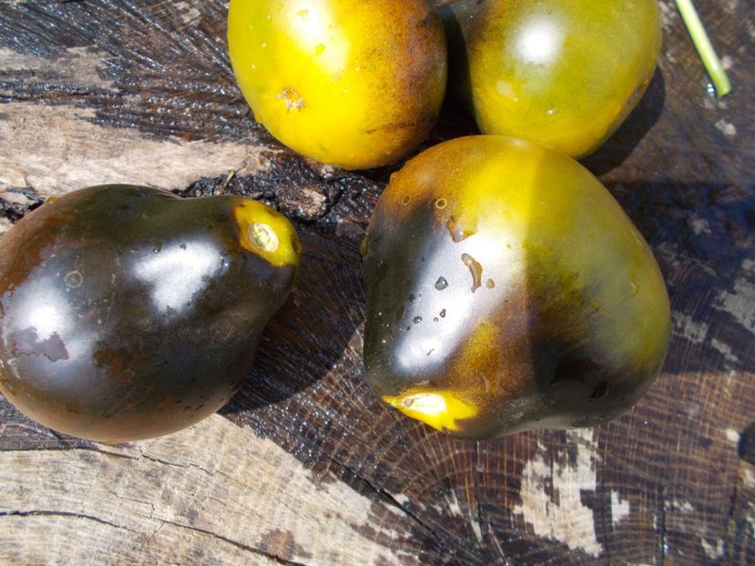  - SEMINTE ROSII - FLANDERS CONTRAST