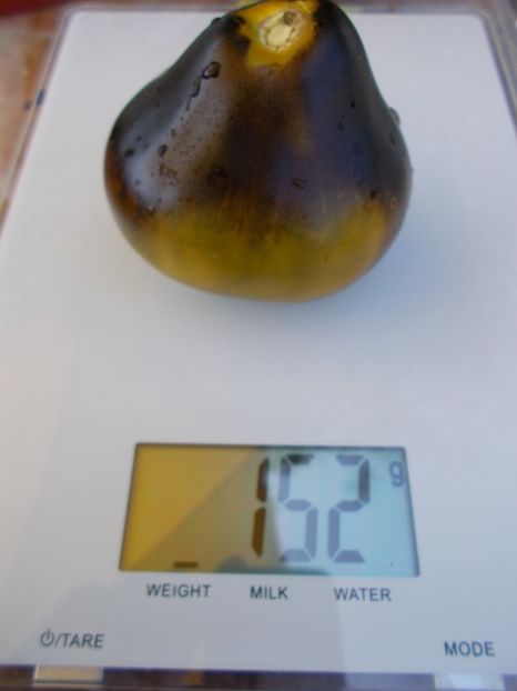  - SEMINTE ROSII - FLANDERS CONTRAST