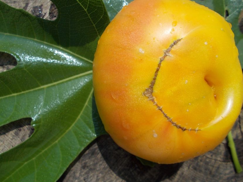  - SEMINTE ROSII - OLD GERMAN STRIPED