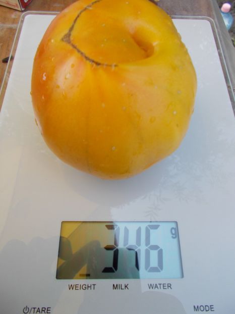  - SEMINTE ROSII - OLD GERMAN STRIPED