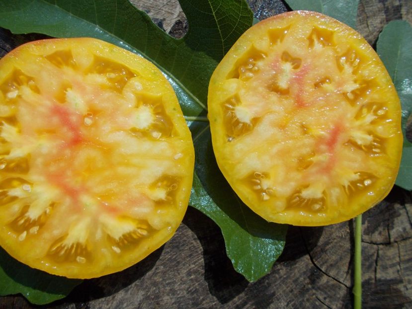  - SEMINTE ROSII - OLD GERMAN STRIPED