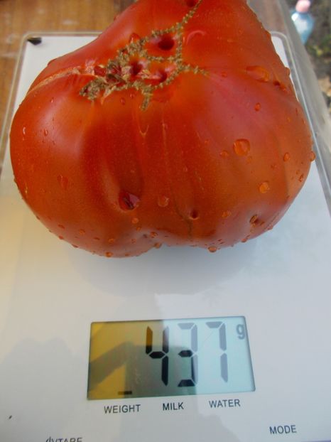  - SEMINTE ROSII - REINHARD CHOCOLATE HEART