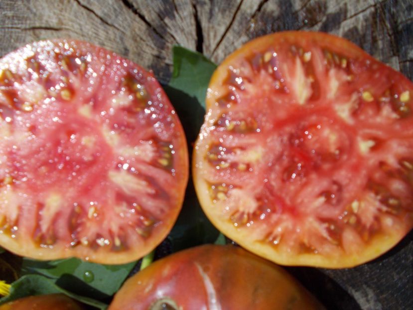  - SEMINTE ROSII - ABRACA ZEBRA