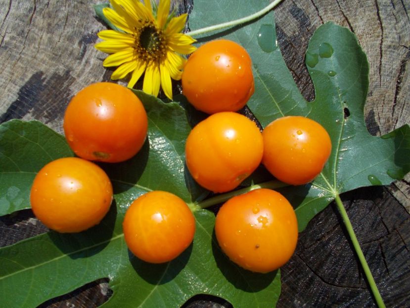  - SEMINTE ROSII - GOLDEN QUEEN - GOLDENE KONIGIN