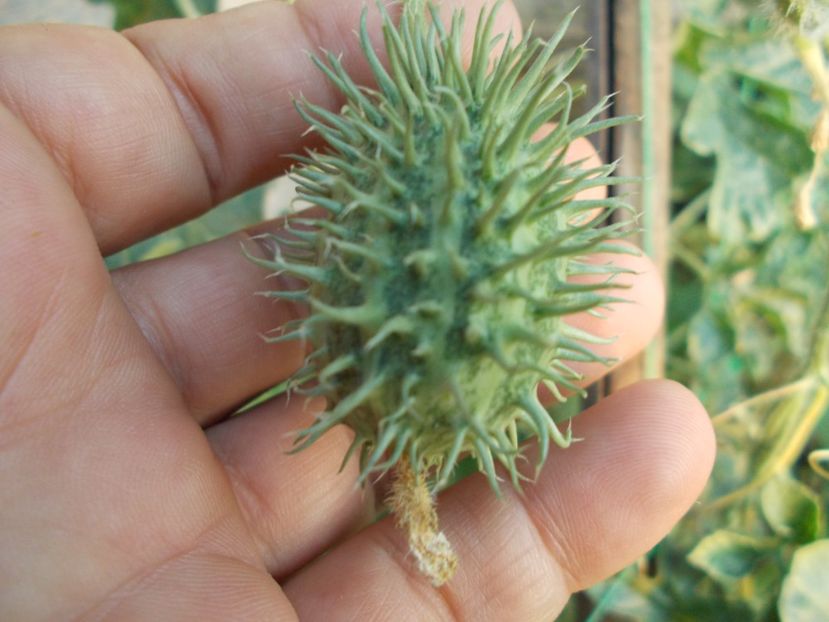  - SEMINTE CASTRAVETI - CUCUMIS AFRICANUS