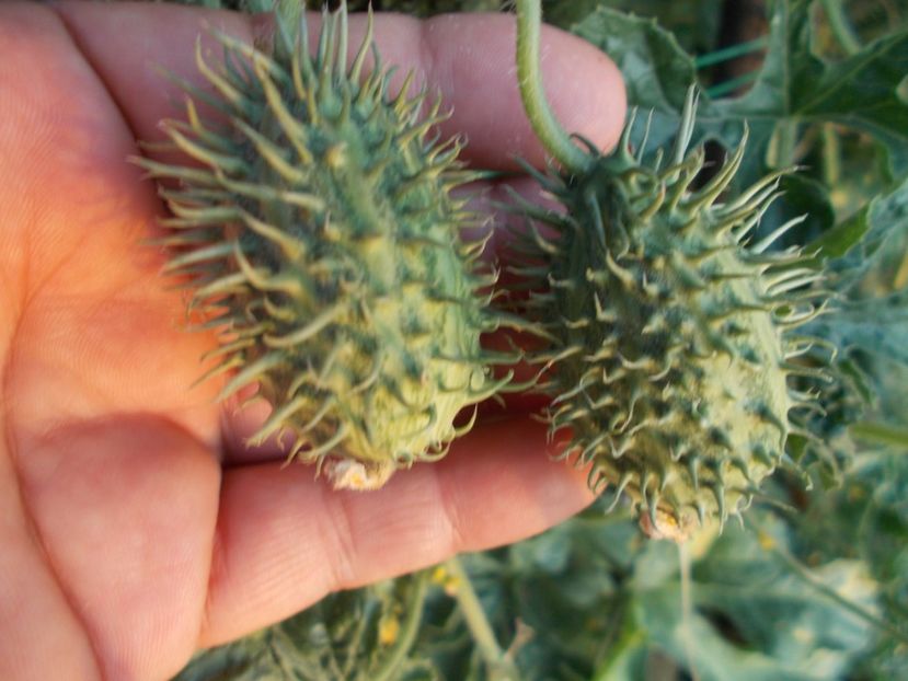  - SEMINTE CASTRAVETI - CUCUMIS AFRICANUS