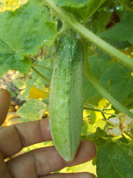  - SEMINTE CASTRAVETI - SOI VECHI