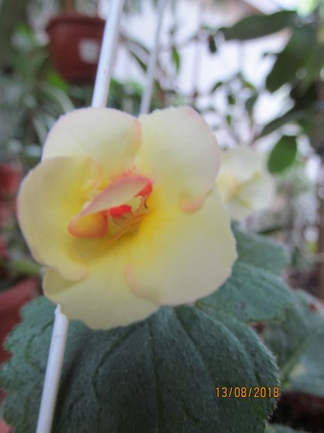 Sun Core - ACHIMENES 2020 - VANZARI HIBRIZI