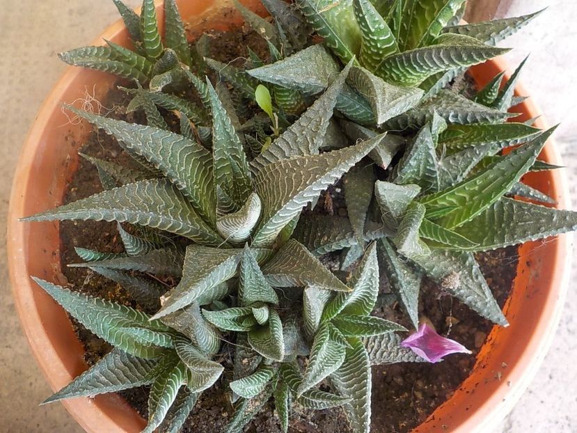 haworthia limifolia - Genul Hawortia