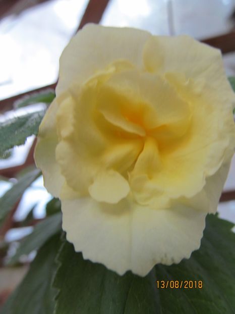 Golden Bells - ACHIMENES 2020 - VANZARI HIBRIZI