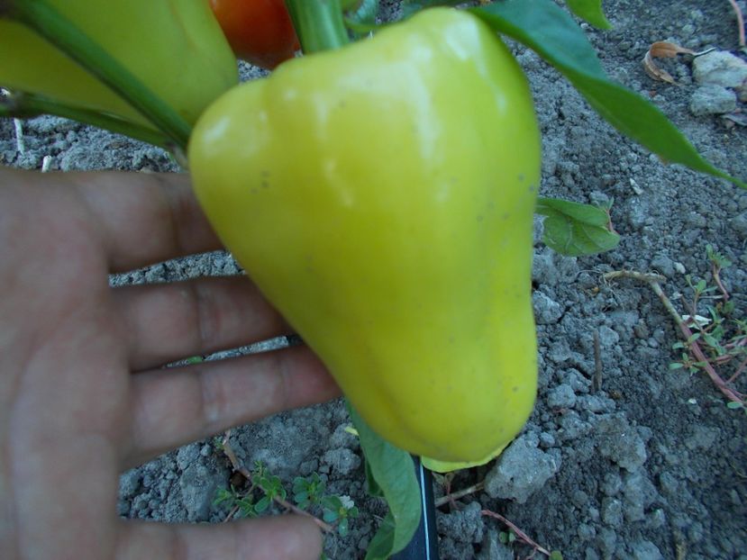  - SEMINTE ARDEI - A 13 ERST SIBIRIE