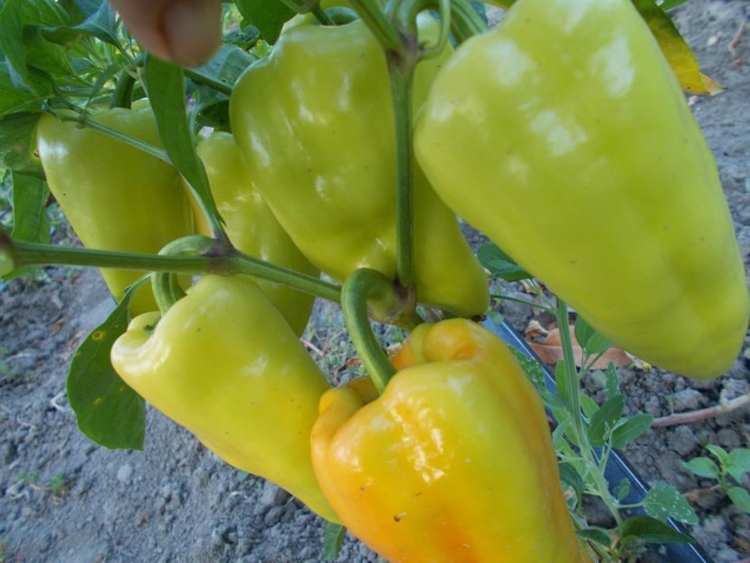  - SEMINTE ARDEI - A 13 ERST SIBIRIE