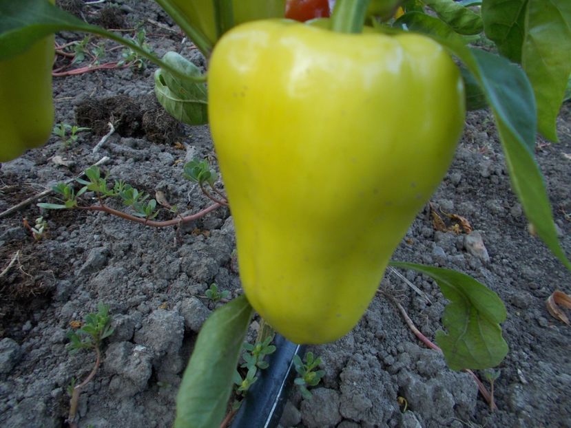  - SEMINTE ARDEI - A 13 ERST SIBIRIE