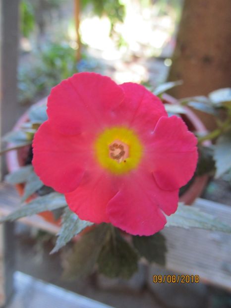 Star of Stars - ACHIMENES 2020 - VANZARI HIBRIZI