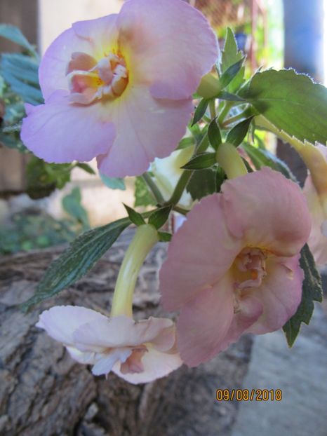  - ACHIMENES 2020 - VANZARI HIBRIZI