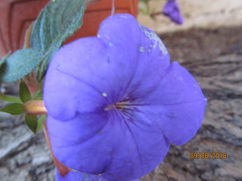 Iona - ACHIMENES 2020 - VANZARI HIBRIZI