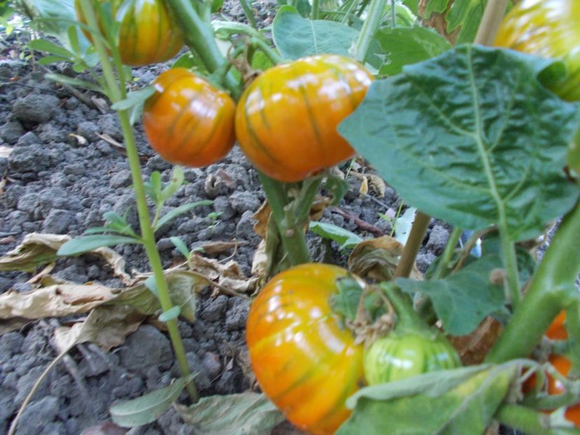  - SEMINTE VINETE - TURKISH ORANGE