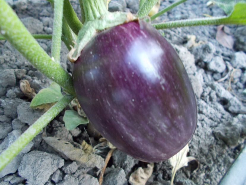  - SEMINTE VINETE - PANDORA STRIPED ROSE