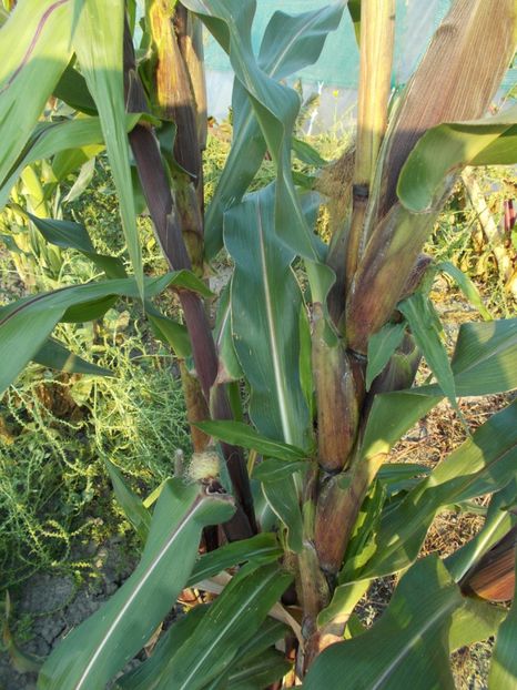  - SEMINTE PORUMB - PURPLE CORN - P 14