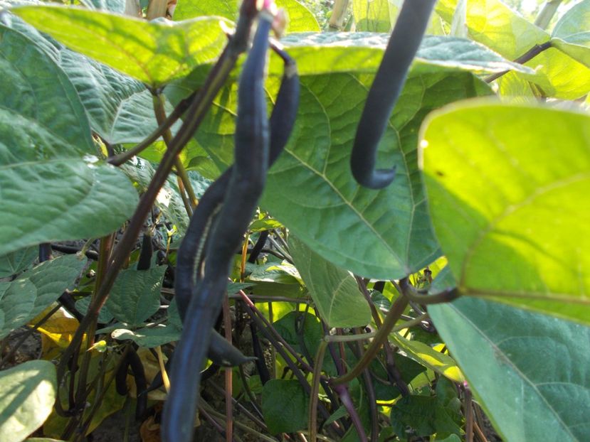  - SEMINTE FASOLE MOV PITICA - PURPLE QUEEN