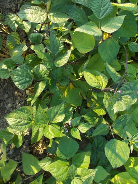  - SEMINTE FASOLE MOV PITICA - PURPLE QUEEN