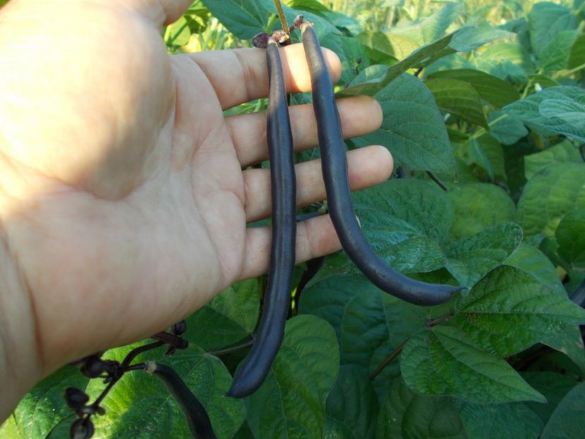  - SEMINTE FASOLE MOV PITICA - PURPLE QUEEN